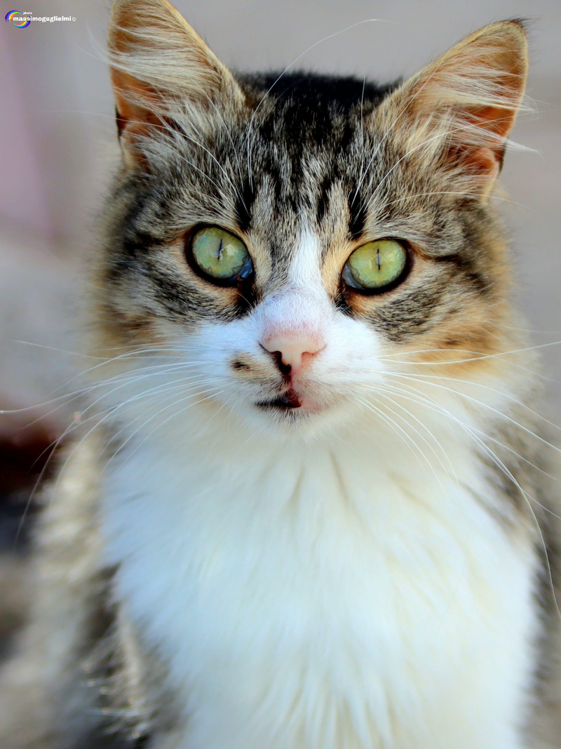 Pettoranello del Molise