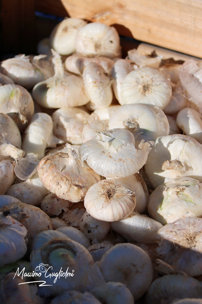 Isernia - Fiera delle cipolle