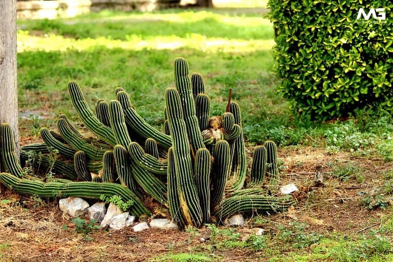 Roccavivara - Santuario Madonna di Canneto -