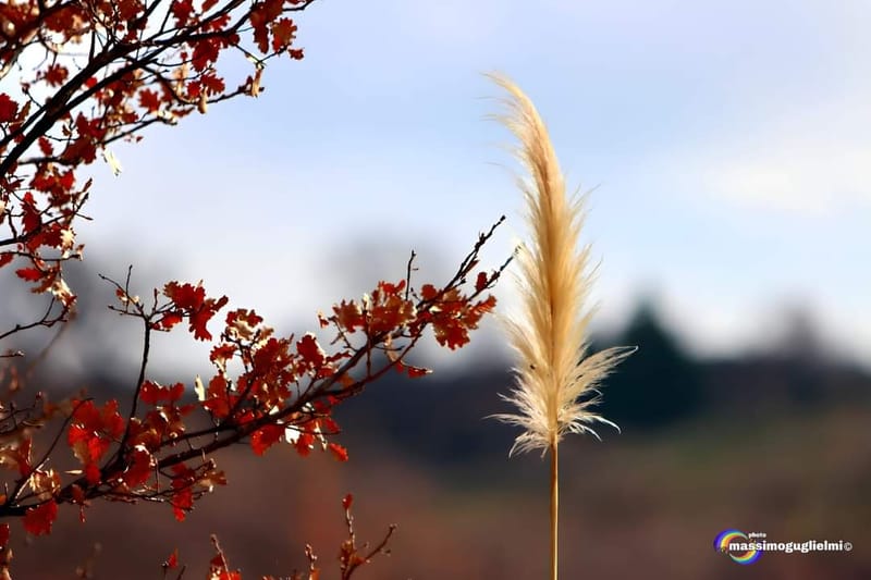 Montefalcone nel Sannio