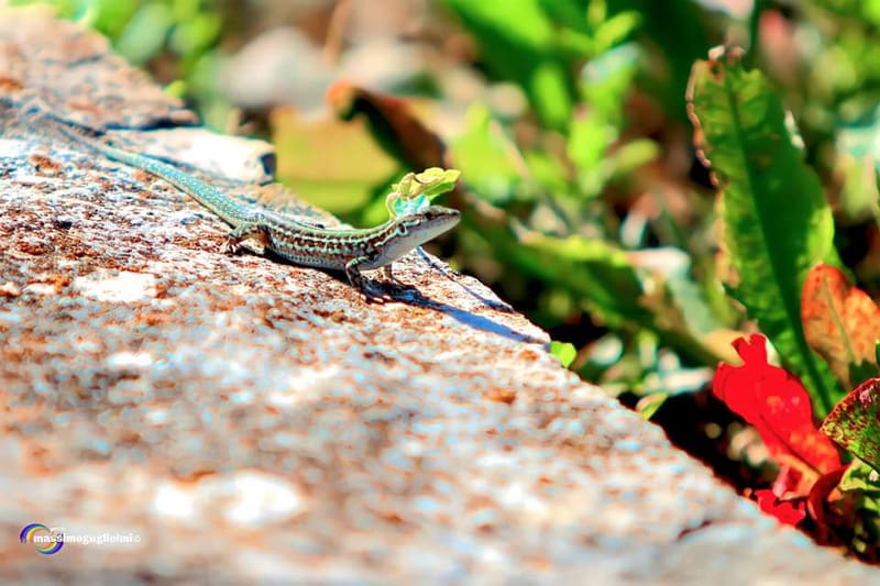 San Giovanni in Galdo