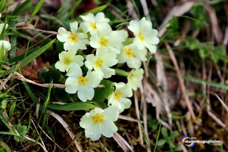 Lago Selva o lago di Cardito