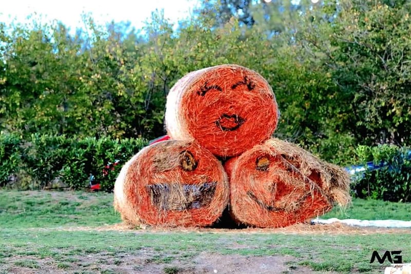 Bojano - La villa delle zucche -