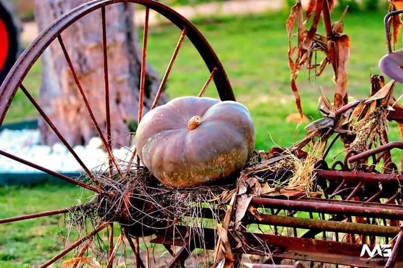 Bojano - La villa delle zucche -