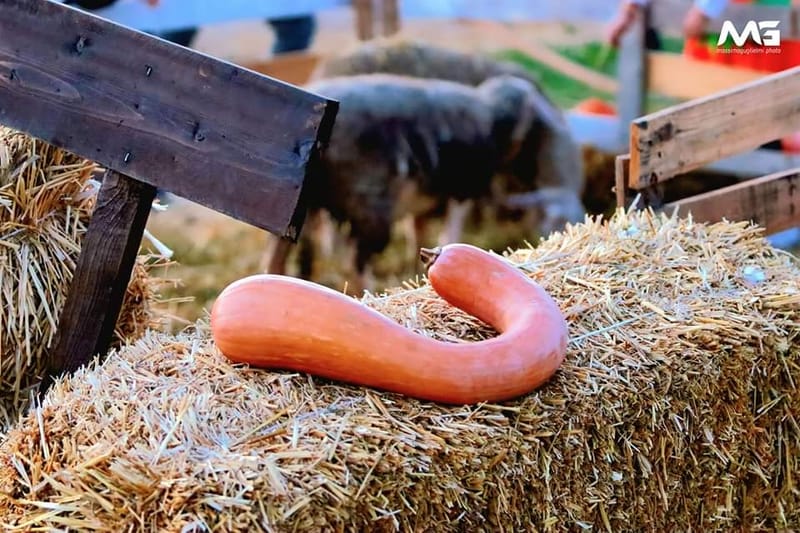 Bojano - La villa delle zucche -