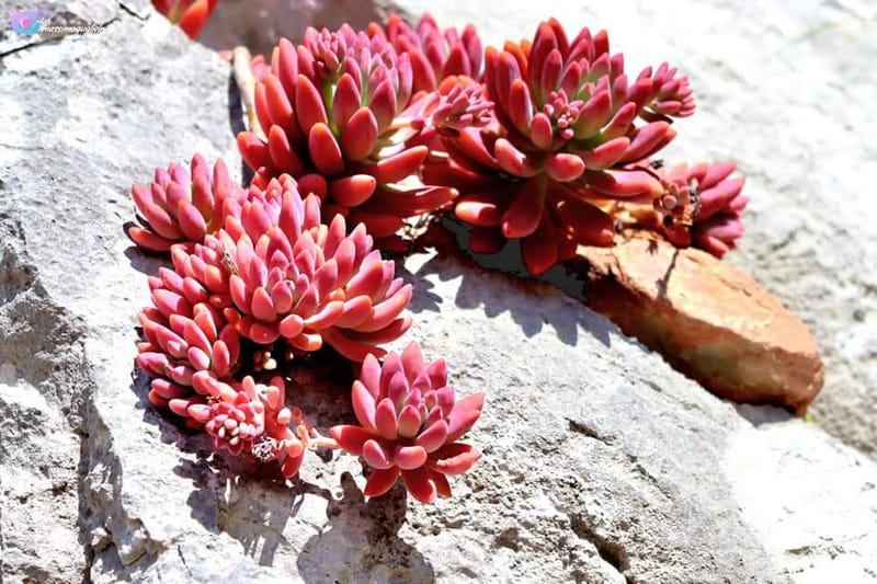 Castelnuovo al Volturno