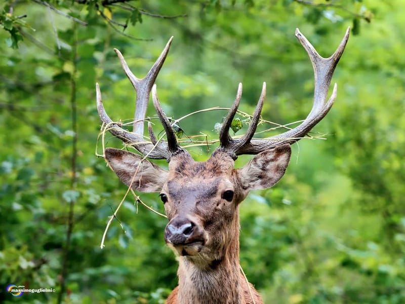 Scorci e fauna tra Alfedena, Barrea, Civitella Alfedena e Villetta Barrea