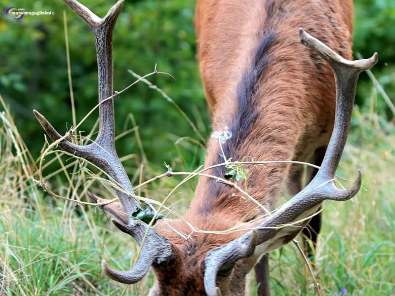 Scorci e fauna tra Alfedena, Barrea, Civitella Alfedena e Villetta Barrea