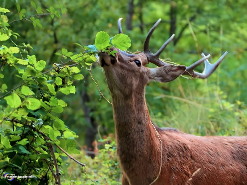 Scorci e fauna tra Alfedena, Barrea, Civitella Alfedena e Villetta Barrea