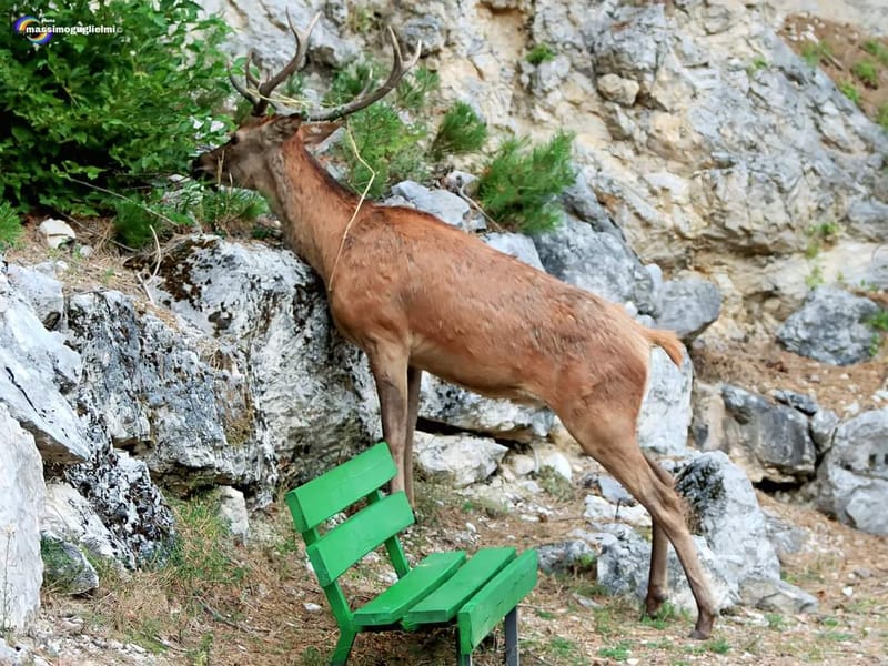 Scorci e fauna tra Alfedena, Barrea, Civitella Alfedena e Villetta Barrea