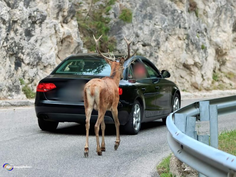 Scorci e fauna tra Alfedena, Barrea, Civitella Alfedena e Villetta Barrea