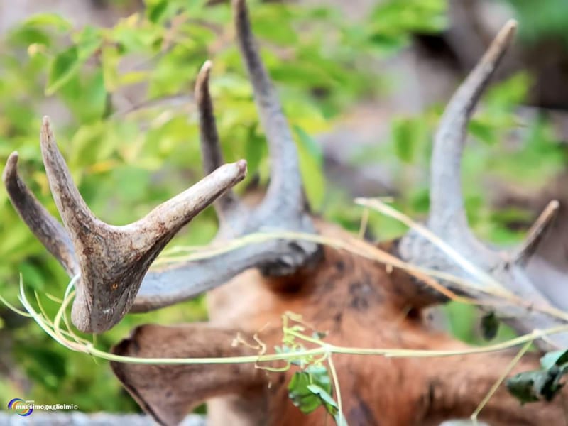 Scorci e fauna tra Alfedena, Barrea, Civitella Alfedena e Villetta Barrea