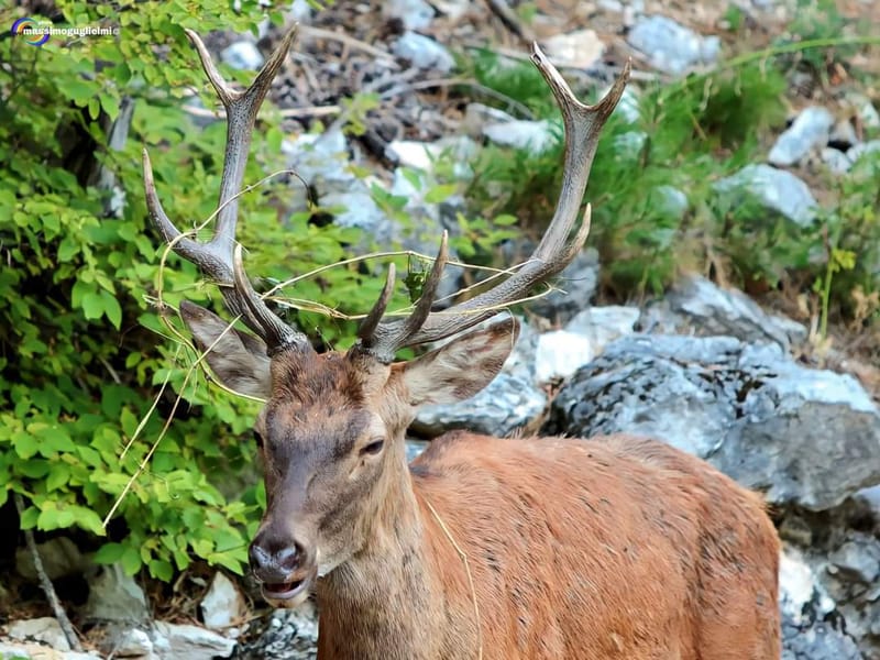 Scorci e fauna tra Alfedena, Barrea, Civitella Alfedena e Villetta Barrea