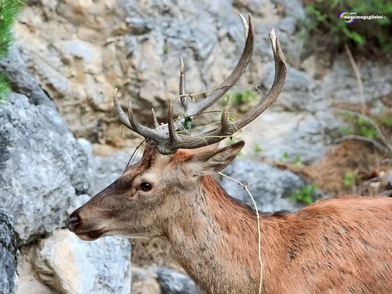 Scorci e fauna tra Alfedena, Barrea, Civitella Alfedena e Villetta Barrea