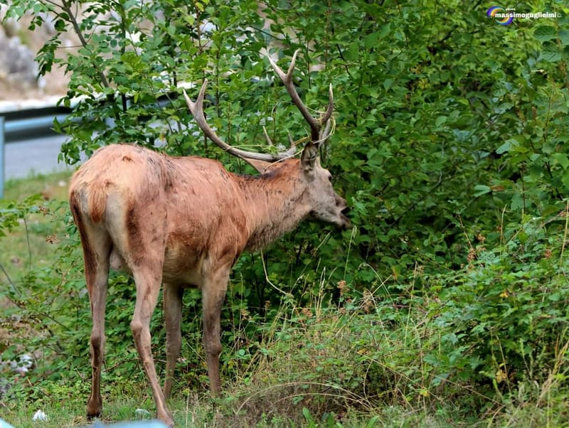Scorci e fauna tra Alfedena, Barrea, Civitella Alfedena e Villetta Barrea