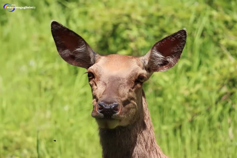 Scorci e fauna tra Alfedena, Barrea, Civitella Alfedena e Villetta Barrea