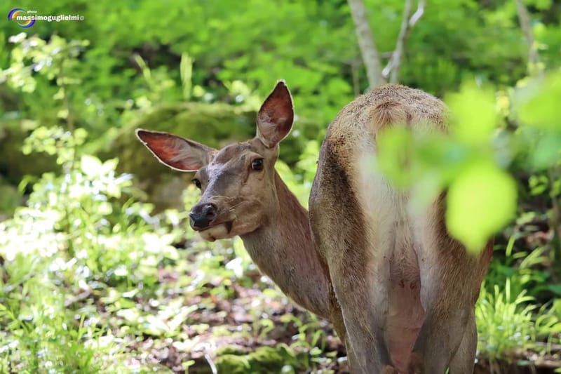 Scorci e fauna tra Alfedena, Barrea, Civitella Alfedena e Villetta Barrea