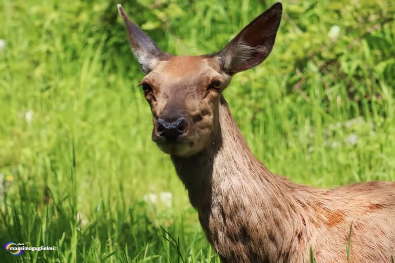 Scorci e fauna tra Alfedena, Barrea, Civitella Alfedena e Villetta Barrea