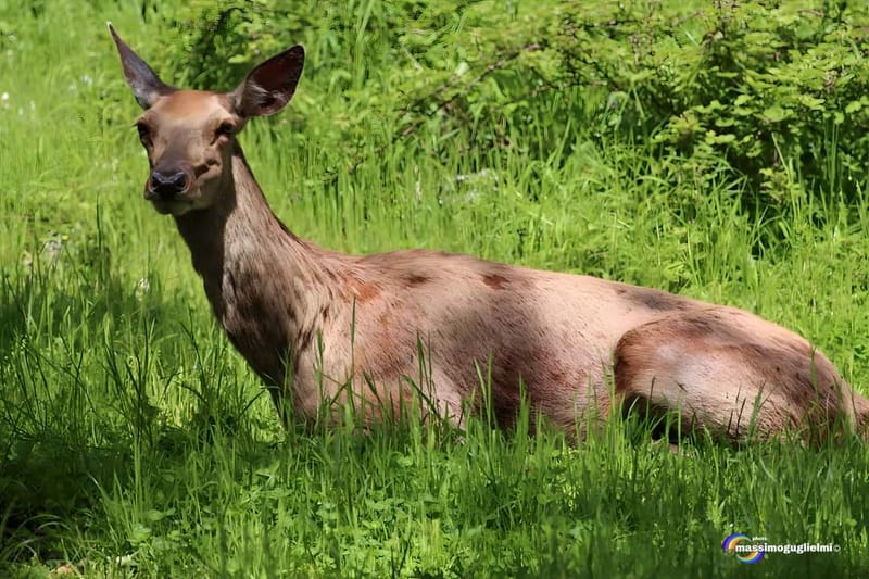 Scorci e fauna tra Alfedena, Barrea, Civitella Alfedena e Villetta Barrea