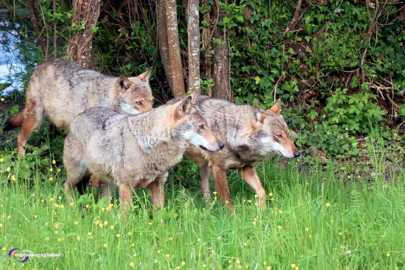 Scorci e fauna tra Alfedena, Barrea, Civitella Alfedena e Villetta Barrea