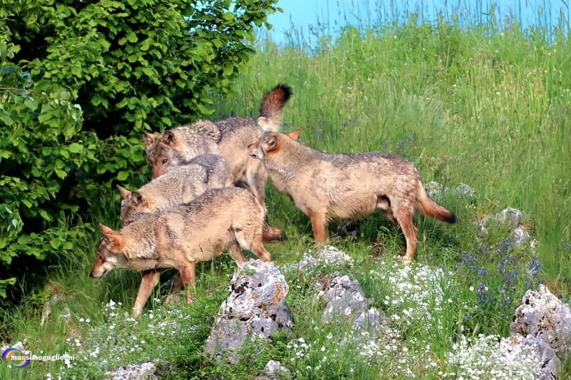 Scorci e fauna tra Alfedena, Barrea, Civitella Alfedena e Villetta Barrea