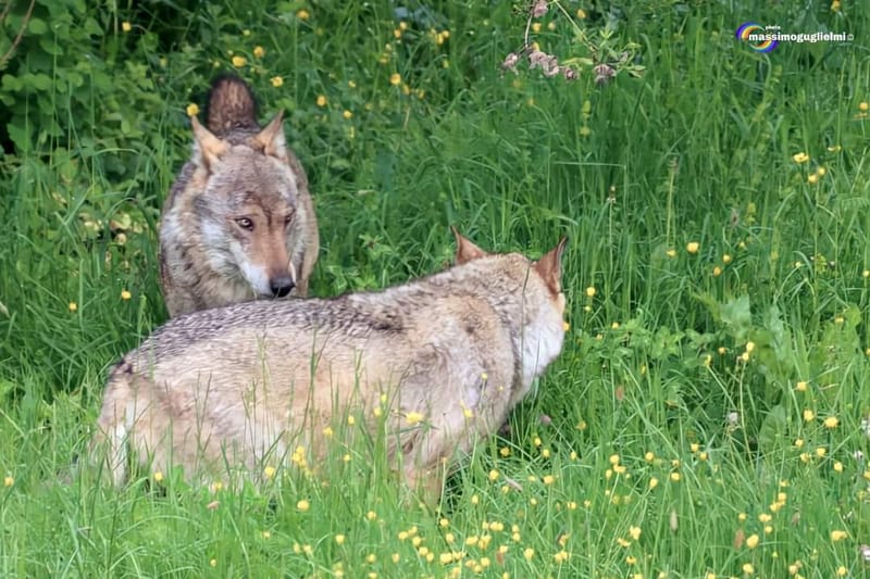Scorci e fauna tra Alfedena, Barrea, Civitella Alfedena e Villetta Barrea