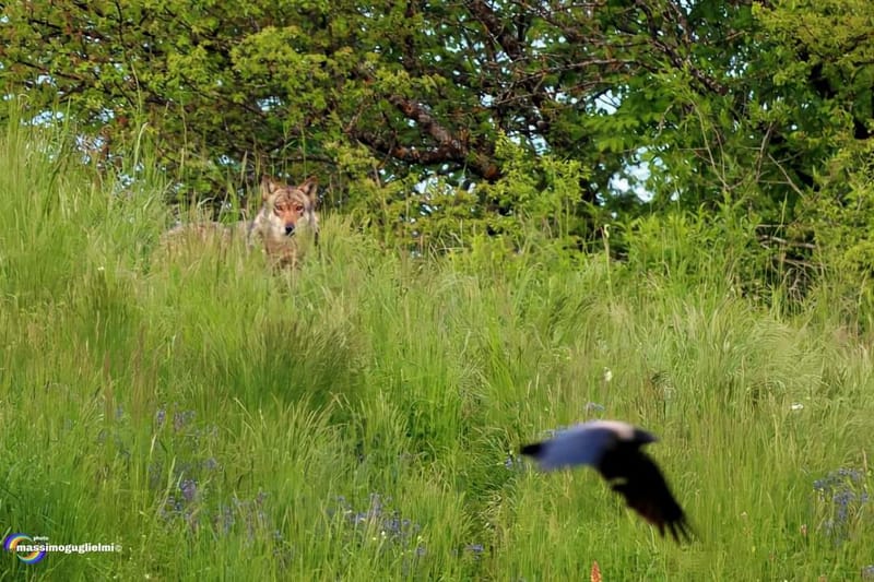 Scorci e fauna tra Alfedena, Barrea, Civitella Alfedena e Villetta Barrea