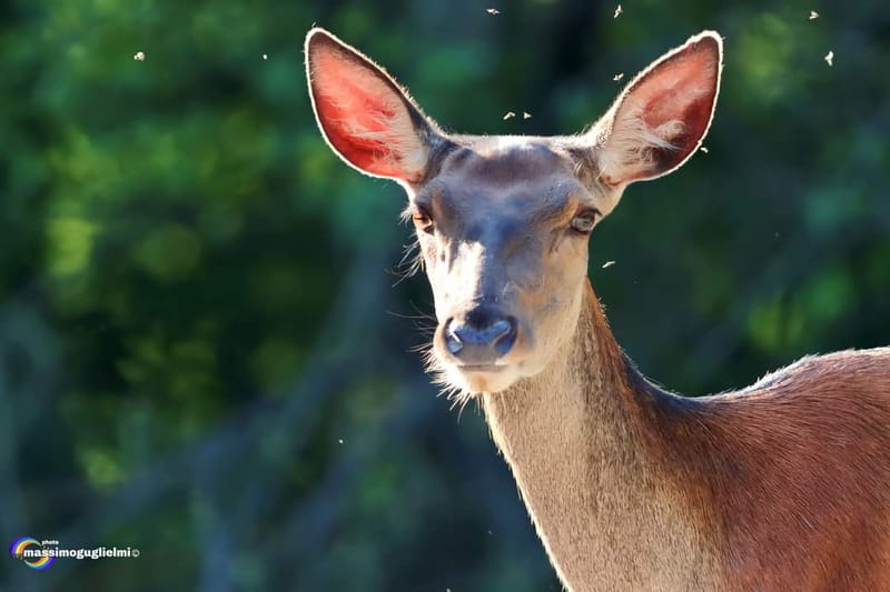 Scorci e fauna tra Alfedena, Barrea, Civitella Alfedena e Villetta Barrea