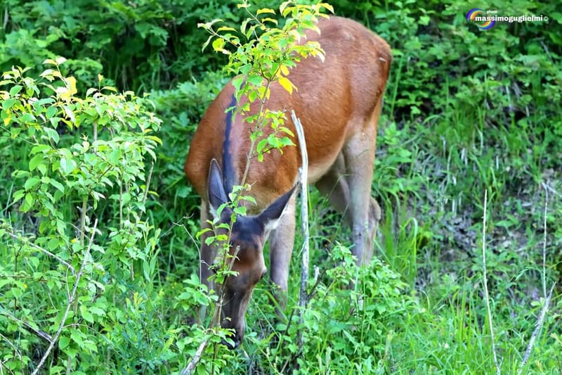 Scorci e fauna tra Alfedena, Barrea, Civitella Alfedena e Villetta Barrea