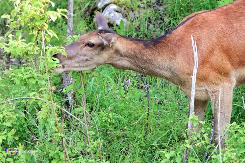 Scorci e fauna tra Alfedena, Barrea, Civitella Alfedena e Villetta Barrea