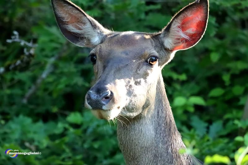 Scorci e fauna tra Alfedena, Barrea, Civitella Alfedena e Villetta Barrea