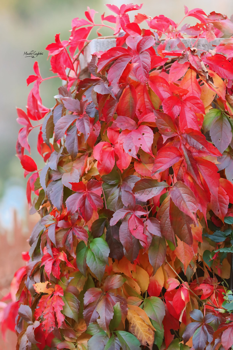 Castel del Giudice (Isernia) Festa della mela 2024