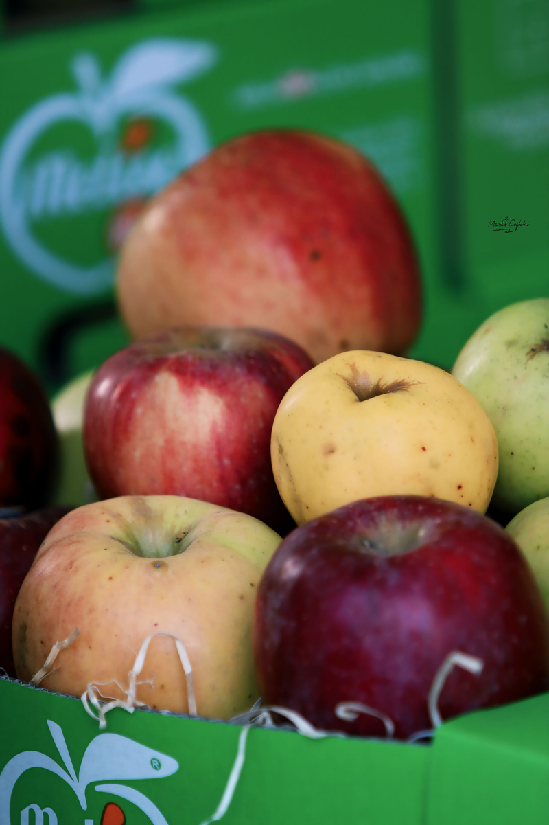 Castel del Giudice (Isernia) Festa della mela 2024