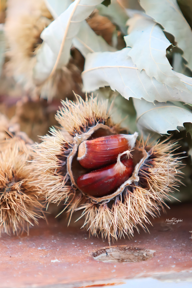 Castel del Giudice (Isernia) Festa della mela 2024