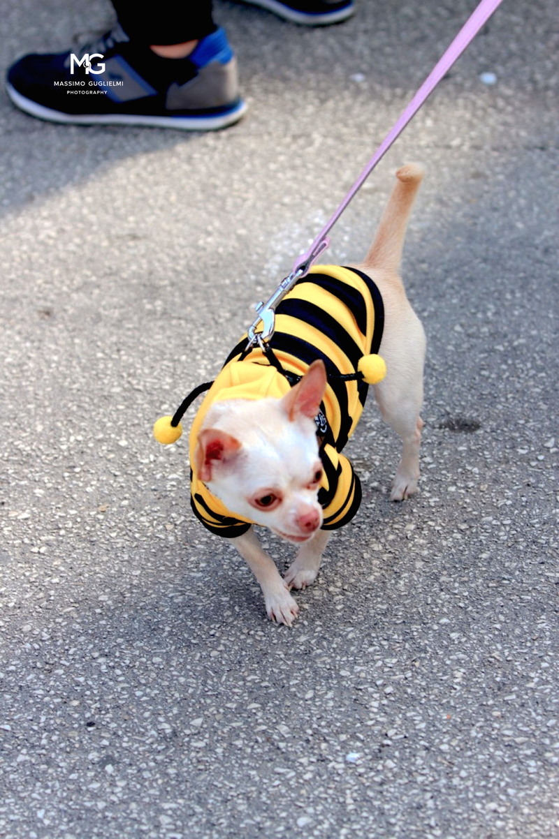 Carnevale Ravindolese 2025