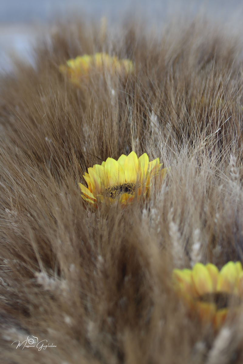 FESTIVITA' IN ONORE DI SANT'ANNA 