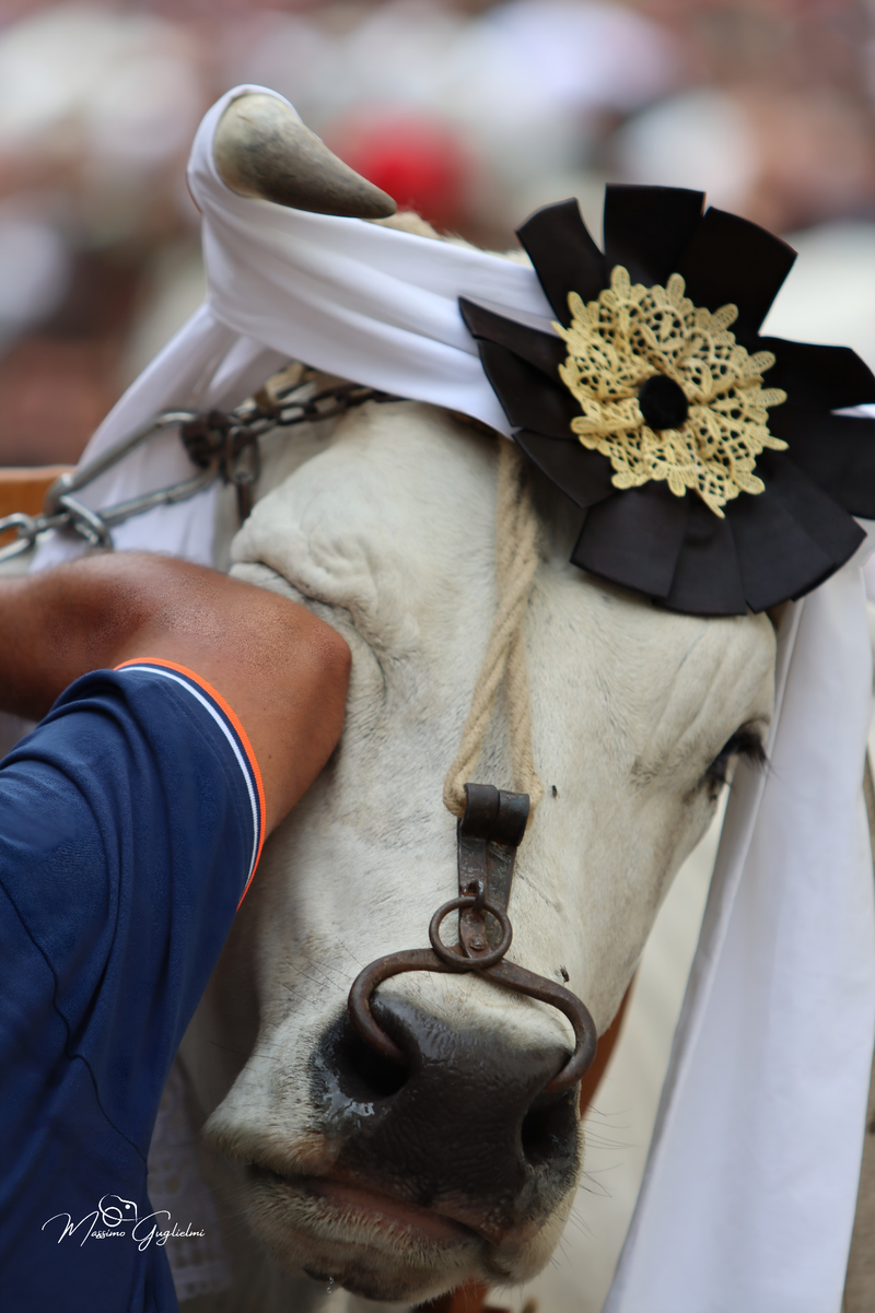 FESTIVITA' IN ONORE DI SANT'ANNA 