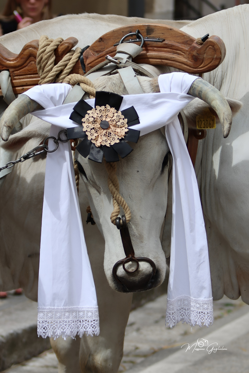 FESTIVITA' IN ONORE DI SANT'ANNA 