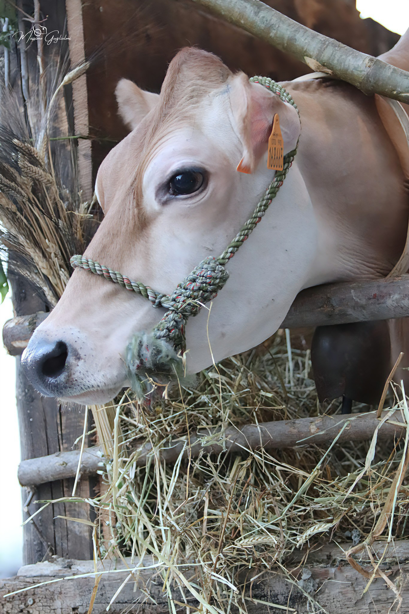 Allegria, tradizioni e colori