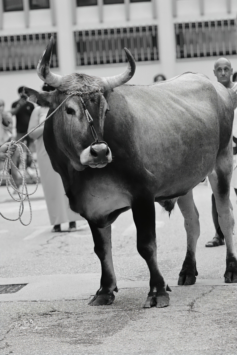 Un meraviglioso viaggio nell' epoca dei Sanniti