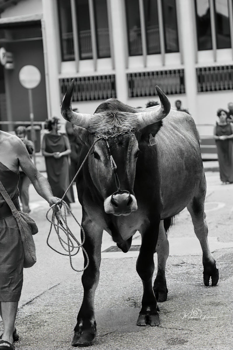 Un meraviglioso viaggio nell' epoca dei Sanniti