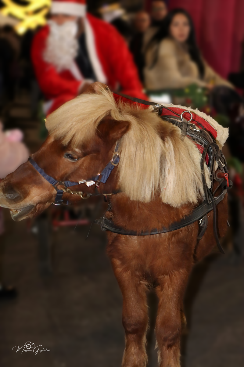IL NATALE SUI DUE CORSI PRINCIPALI AD ISERNIA