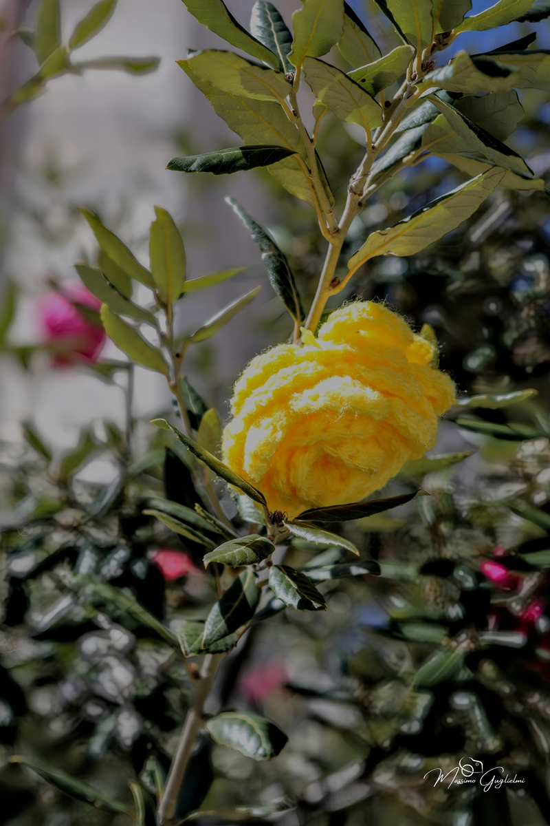 COLORI E MAESTRIA
