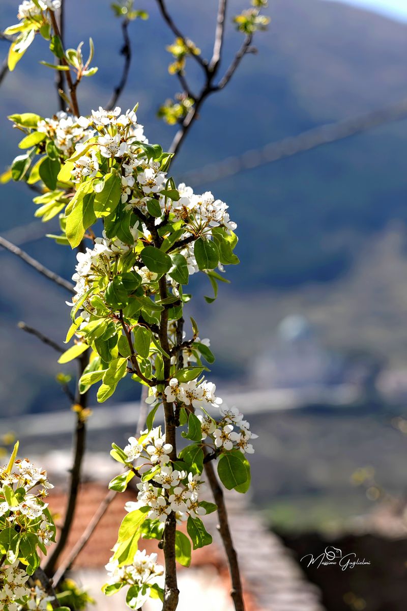 Il paese,il Santuario, il Massiccio del Matese
