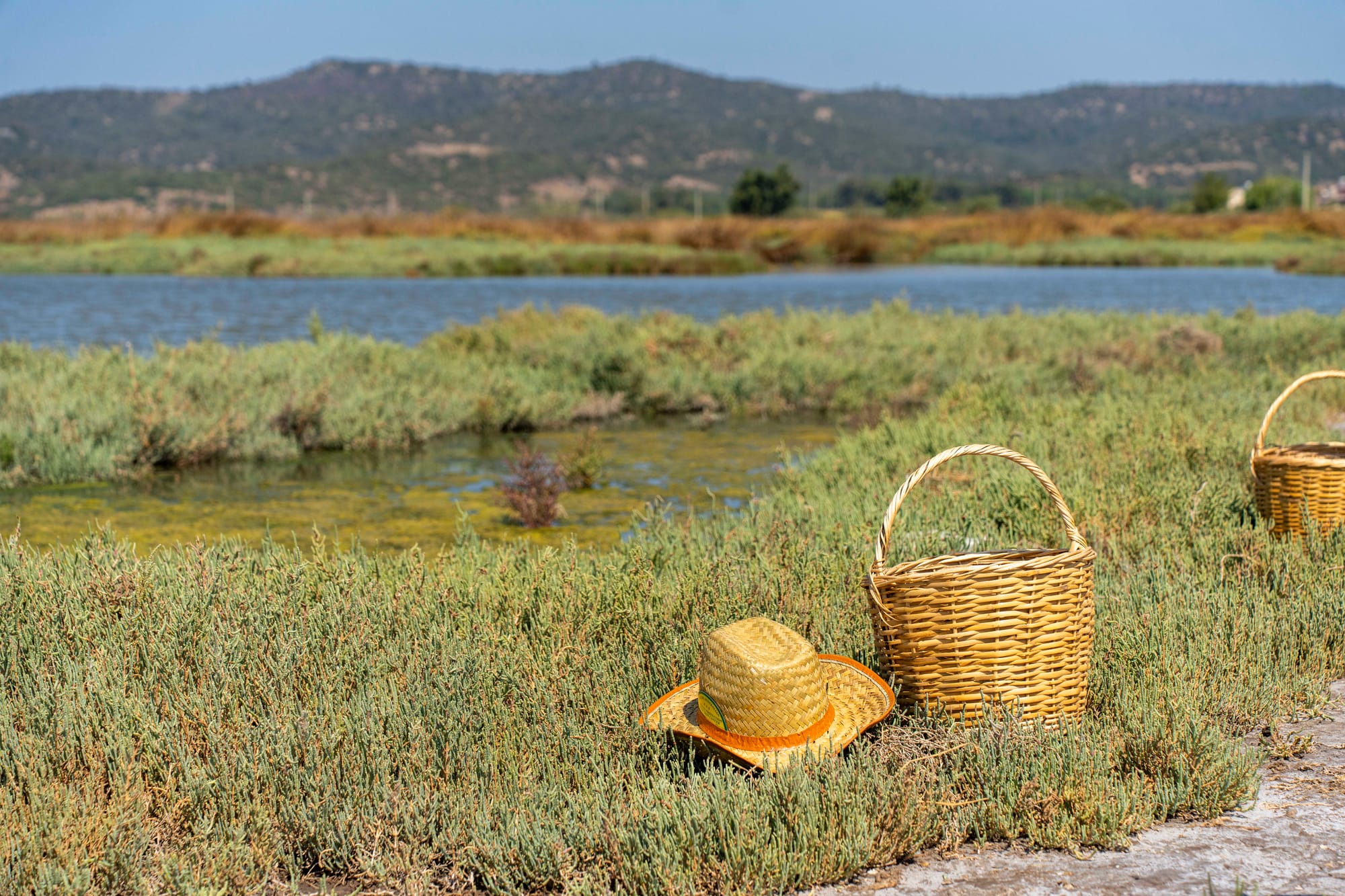 Bodrum’da Deniz Börülcesi Hasadı Sofraya Taşındı