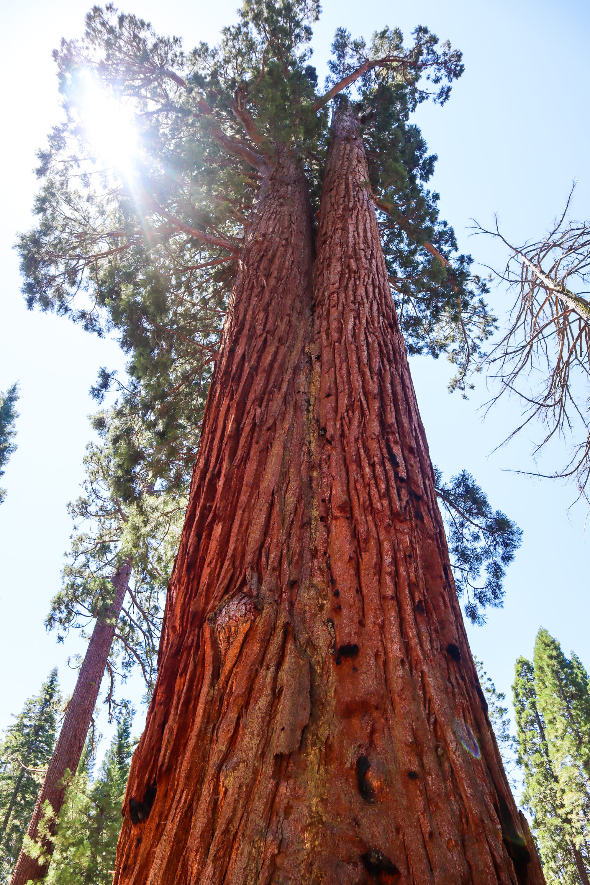 Sequoia Trees and Marriage