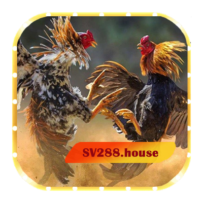 SV288 - Trang Cá Cược Đá Gà Thomo Nổi Tiếng Nhất Việt Nam