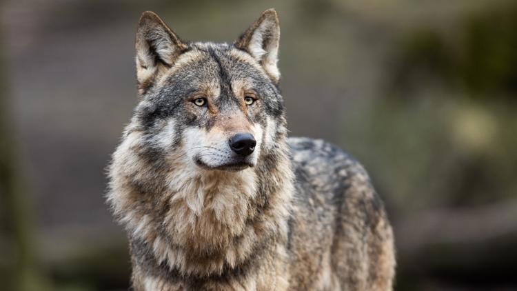 US Fish and Wildlife investigating a third illegal wolf killing in Washington