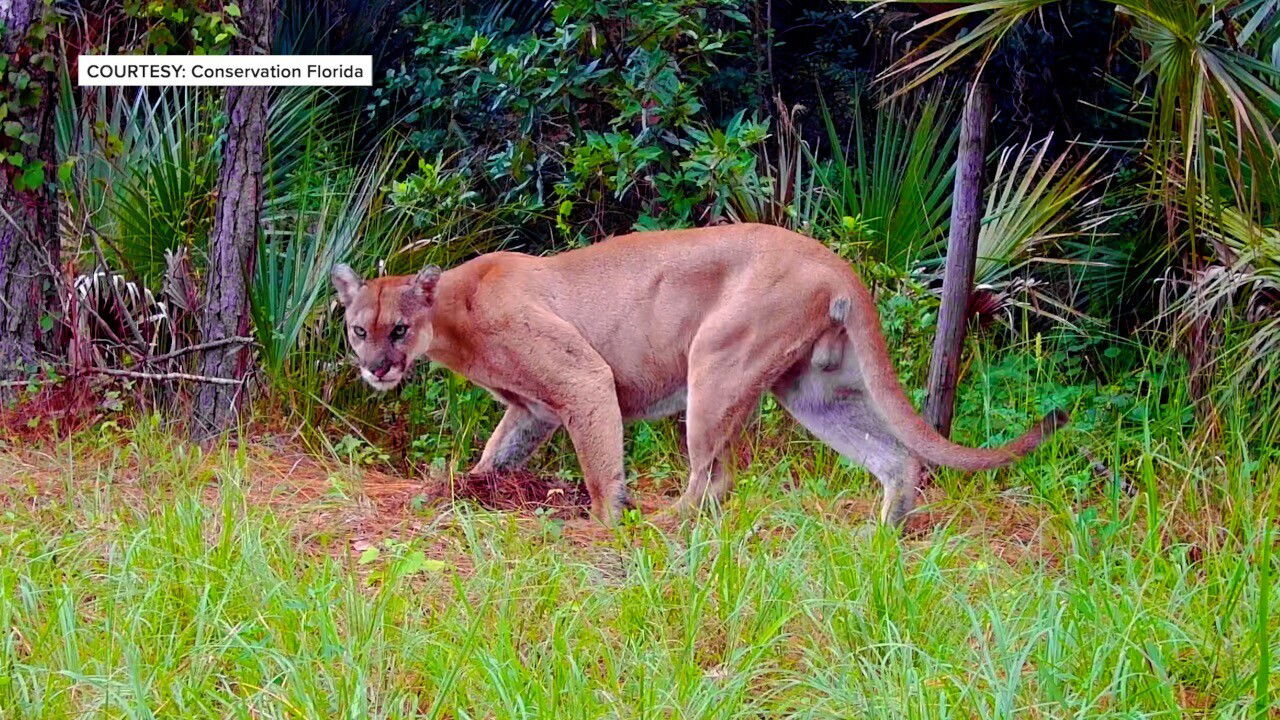 BIG BOOST: Florida secures $6.1 million for new wildlife crossing as panther deaths near record high