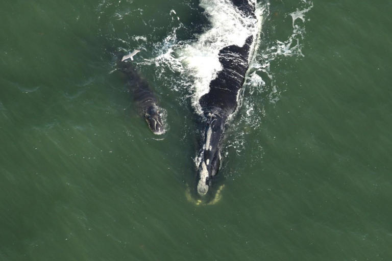 Watch: Newborn right whale calves make rare visit to Florida coast